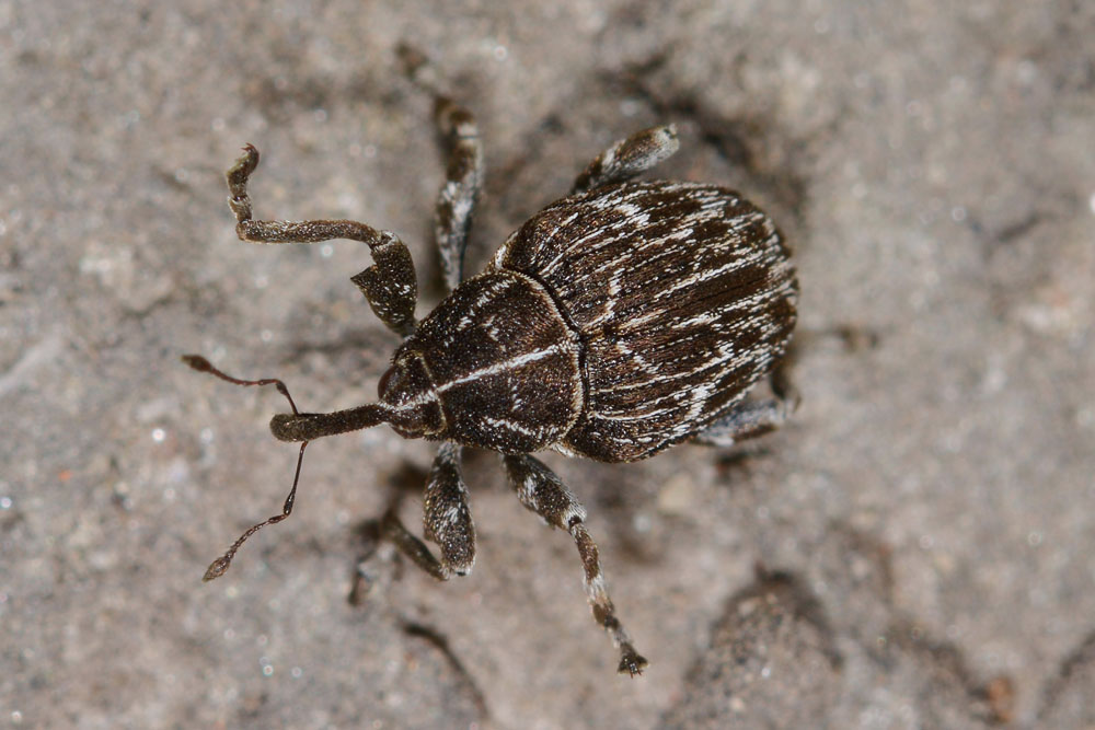 Curculionidae: Mogulones geographicus